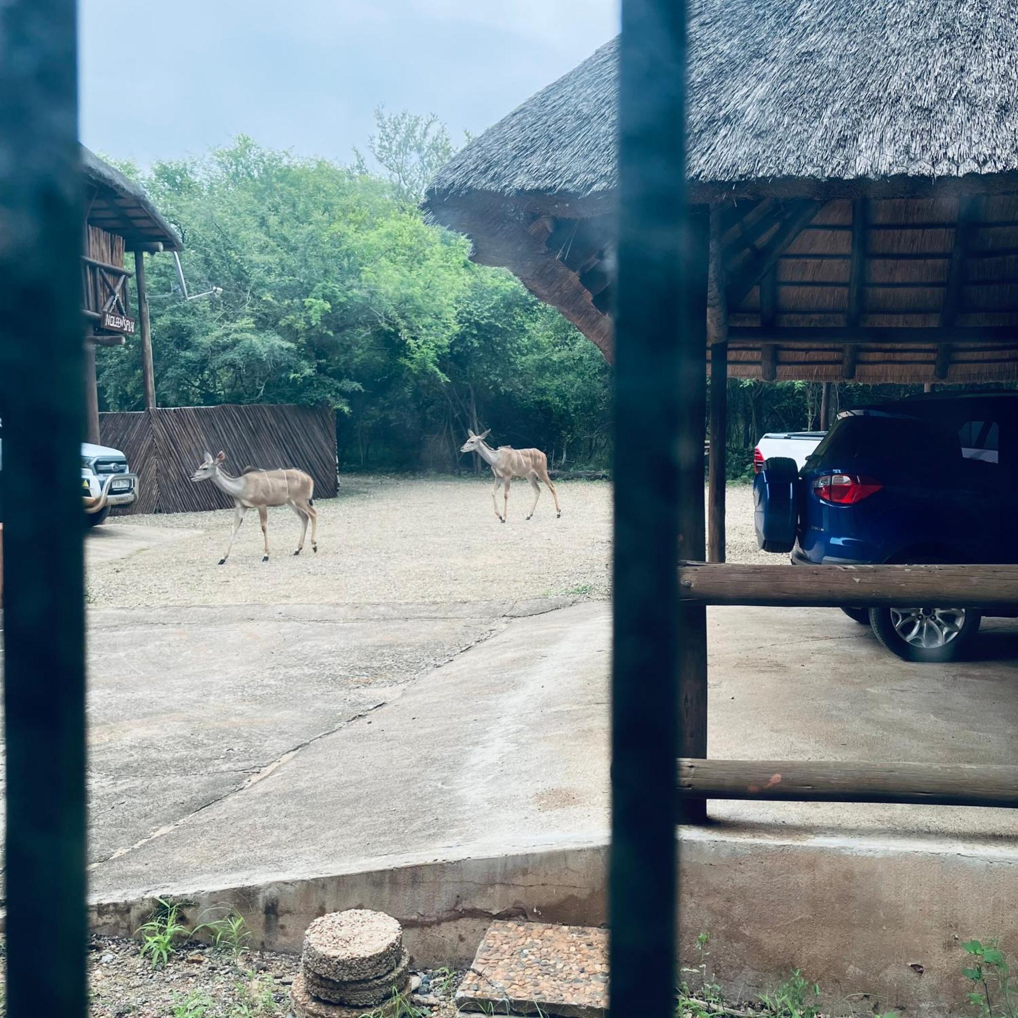John And Noleen'S Place Marloth Park Kültér fotó